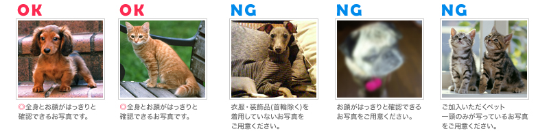 ご用意いただくペットの写真（画像ファイル）