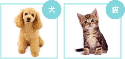 ペットメディカルサポートのペット保険「PS保険」は犬・猫のみ加入可能です。