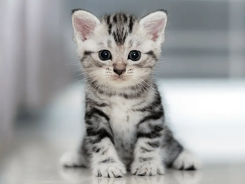 キジトラ柄の猫の写真