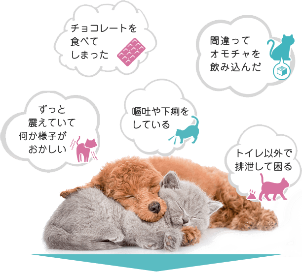 ペットの急なトラブル