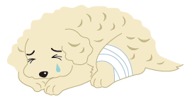 膝蓋骨脱臼をした犬